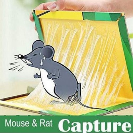 Cum de a face șobolanul de companie pierde în greutate Dieta de slabire sanatoasa