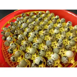 Alveole de prepelita red-mag.ro 2