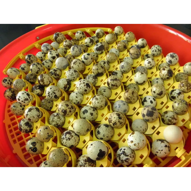 Alveole de prepelita red-mag.ro