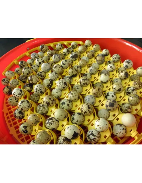 Alveole de prepelita red-mag.ro