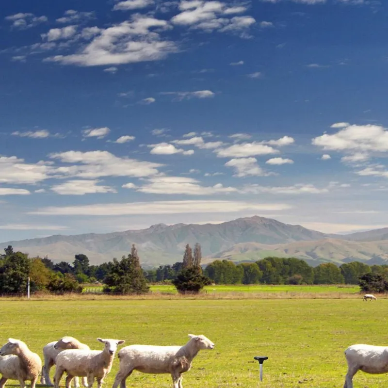 Dispozitiv - alarma sonica pentru alungat cartite