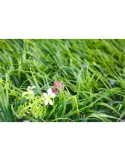 Gard cu iarba decor cu floricele, 60x40cm