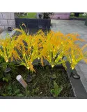 Lămpi Solare Spice de Grâu 60 cm IP66 LED Senzor - Set 2